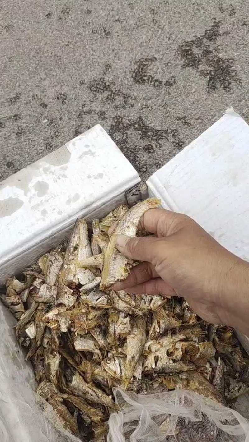 熟鱼马口鱼一手货源诚信合作量大从优欢迎来电咨询