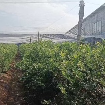 公爵蓝莓产地大量上市，保质保量，一手货源全国发货