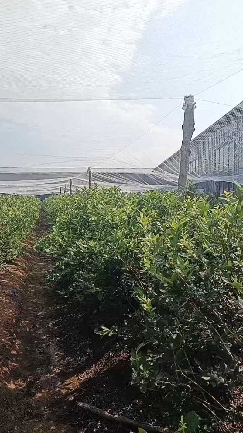 公爵蓝莓产地大量上市，保质保量，一手货源全国发货