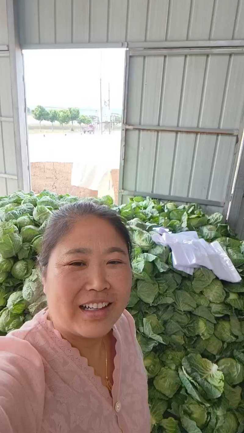 六月5号甘蓝收购价3毛，质量还可以！