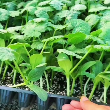 绿皮西葫芦苗法拉利西葫芦苗法拉帝绿盛西葫芦嫁接苗包回收
