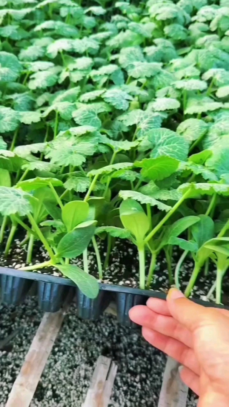 绿皮西葫芦苗法拉利西葫芦苗法拉帝绿盛西葫芦嫁接苗包回收