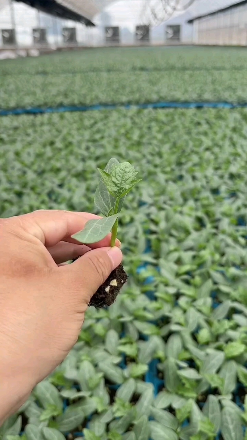 鲜花丝瓜苗嫁接苗直播苗免费技术指导包回收棱角丝瓜苗