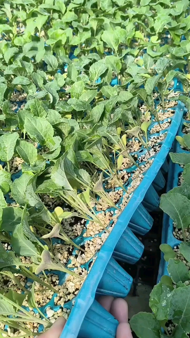 有机花菜苗松花菜苗白面青梗松菜花苗免费技术指导包回收