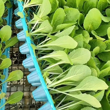 黄心白菜苗小白菜苗青杂三号白菜苗免费技术指导包回收