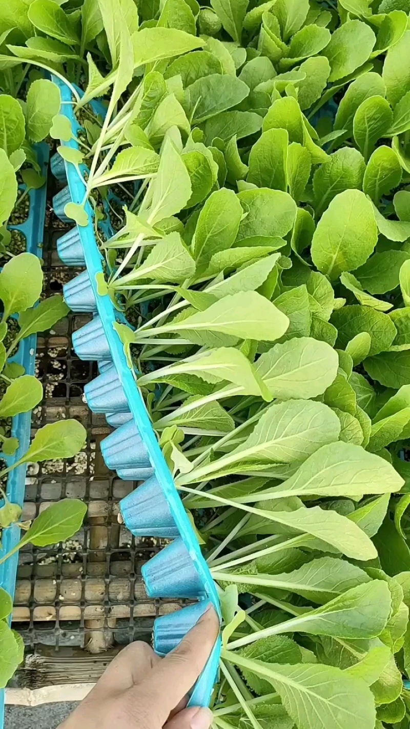 黄心白菜苗小白菜苗青杂三号白菜苗免费技术指导包回收