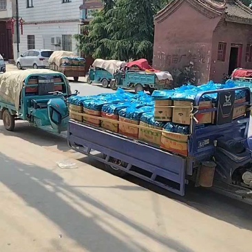 滑县嫁接油量型密刺黄瓜