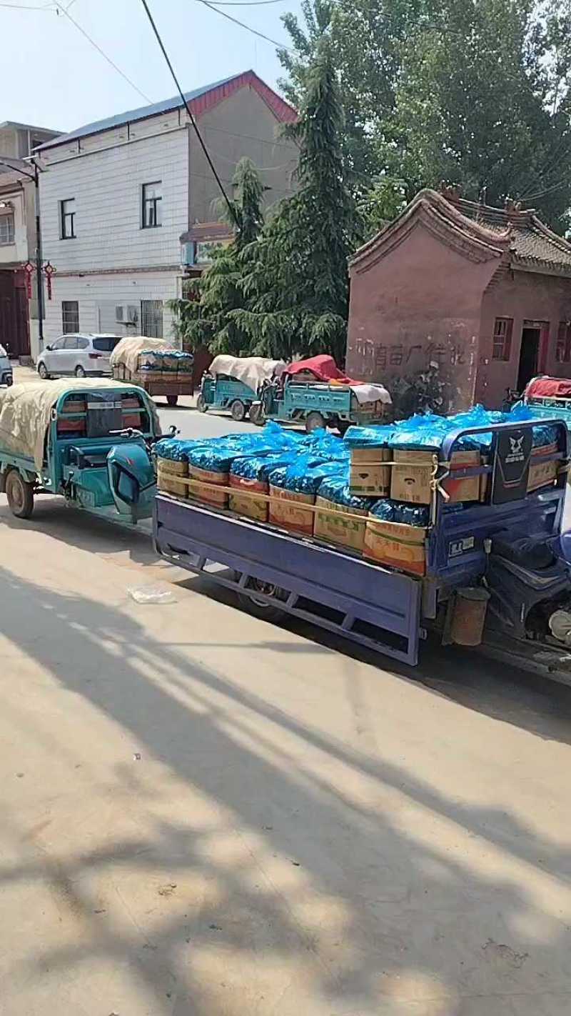 滑县嫁接油量型密刺黄瓜