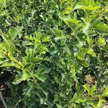 山楂苗根系发达带土移栽大金星甜红籽山楂苗