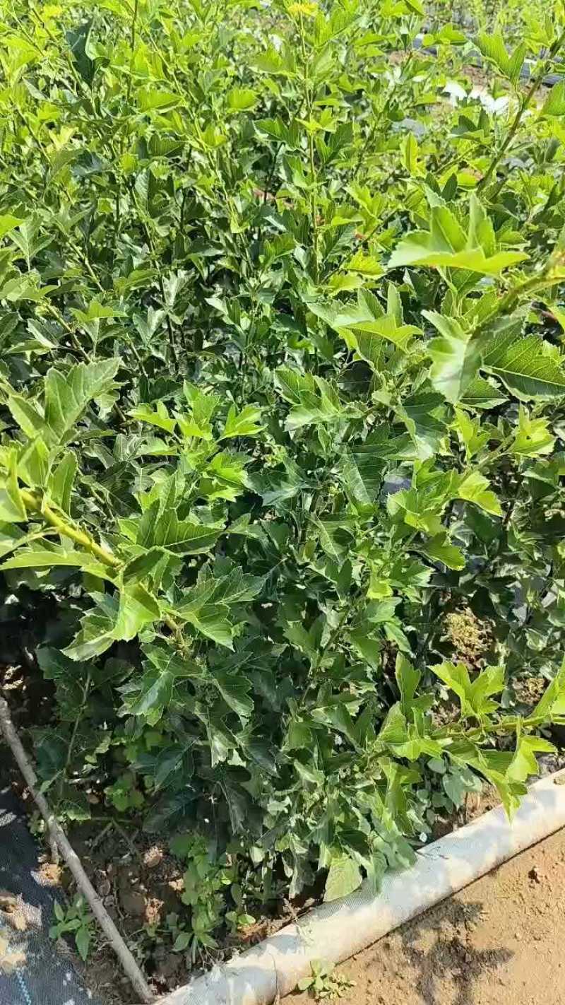 山楂苗根系发达带土移栽大金星甜红籽山楂苗
