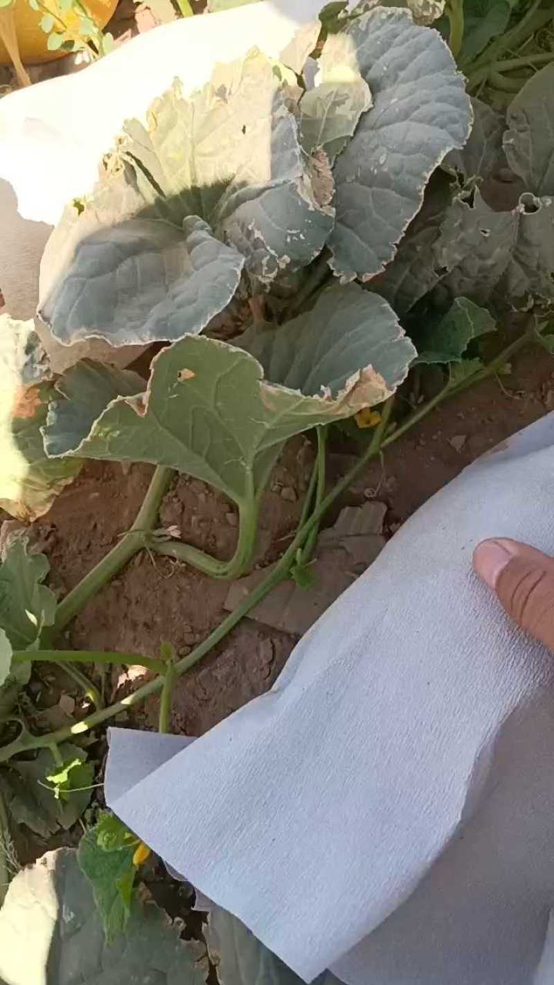 新疆吐鲁番金色年华哈密瓜，个头大糖度高，口感好