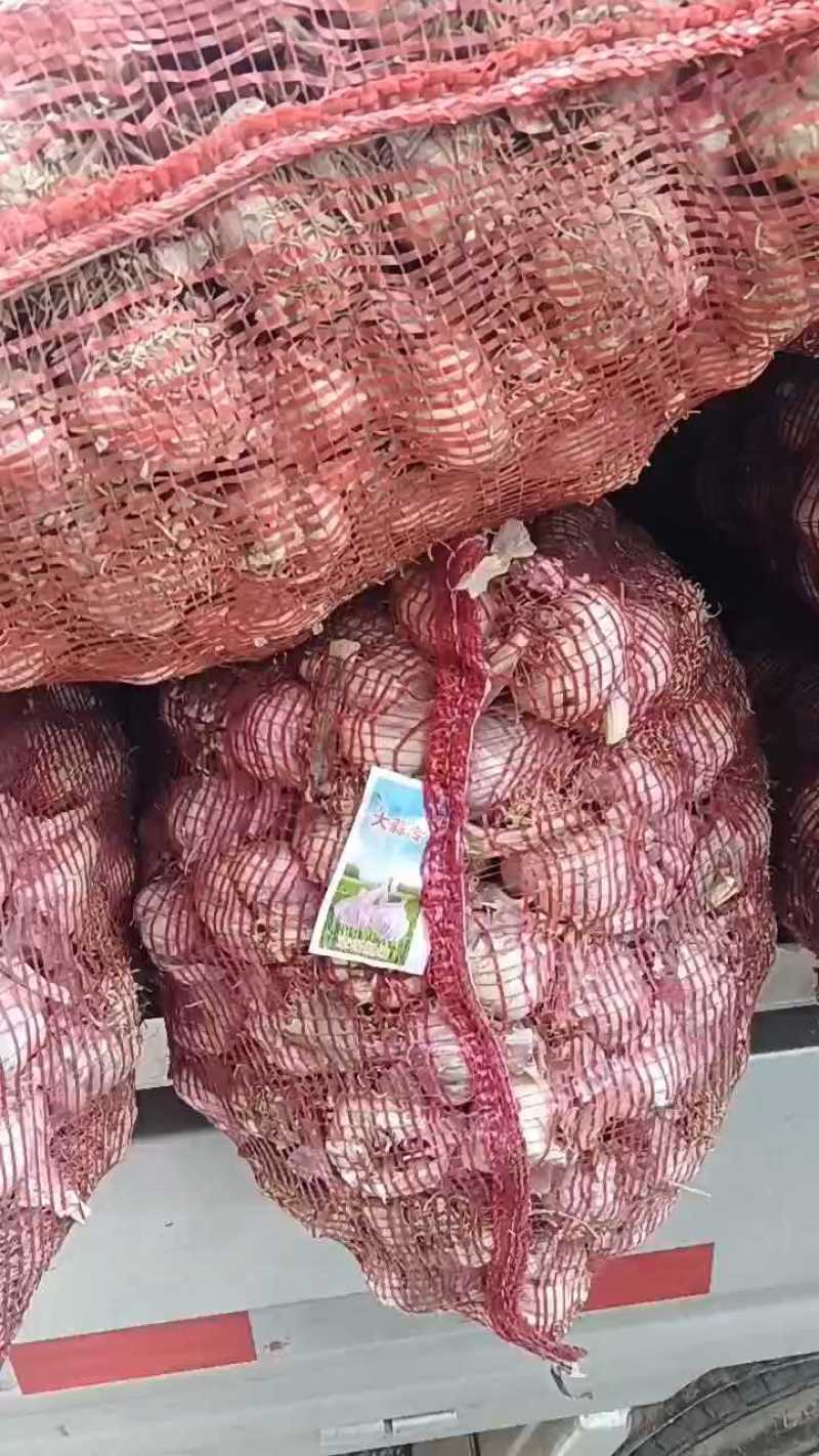 【电联】河北省大名县紫红皮优质大蒜产地直发量大价优！