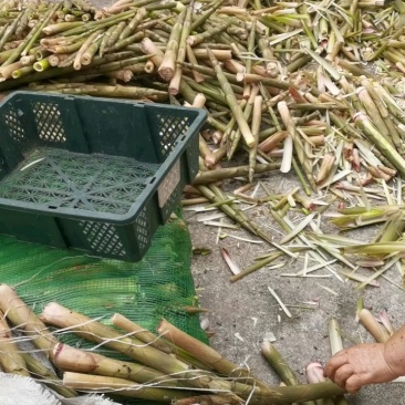 白家笋大量上市，产地直发，品质保障，价格美丽，欢迎咨询