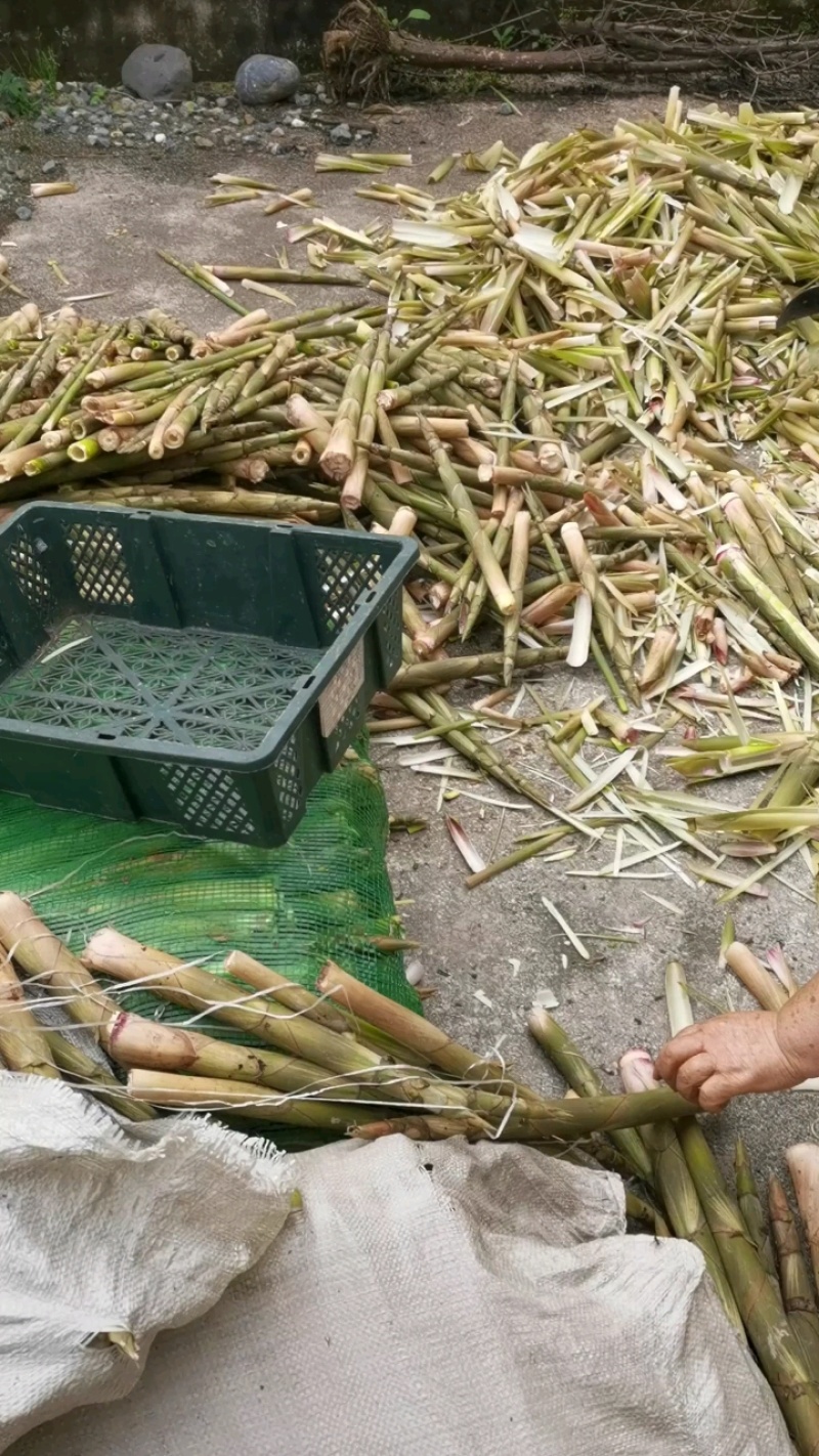 白家笋大量上市，产地直发，品质保障，价格美丽，欢迎咨询