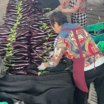 【精品】长茄大量上市一手货源产地直销保质保量