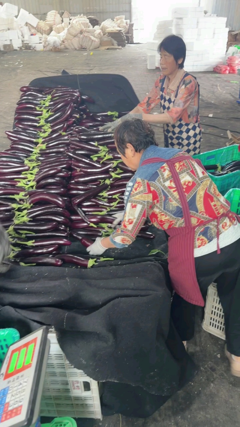 【精品】长茄大量上市一手货源产地直销保质保量
