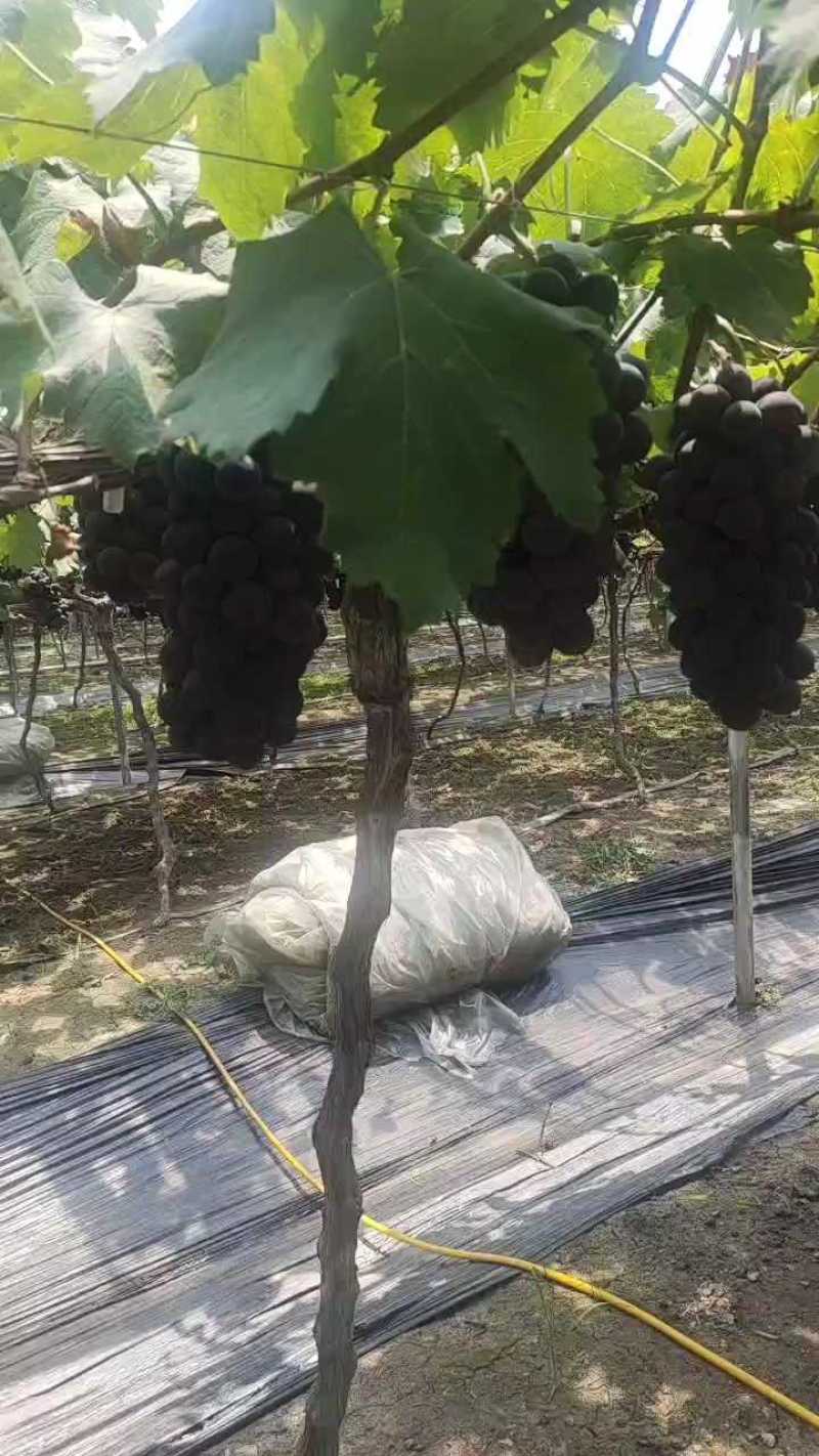 精品巨峰葡萄口感纯甜爆汁，果肉厚，基地直供，新鲜采摘