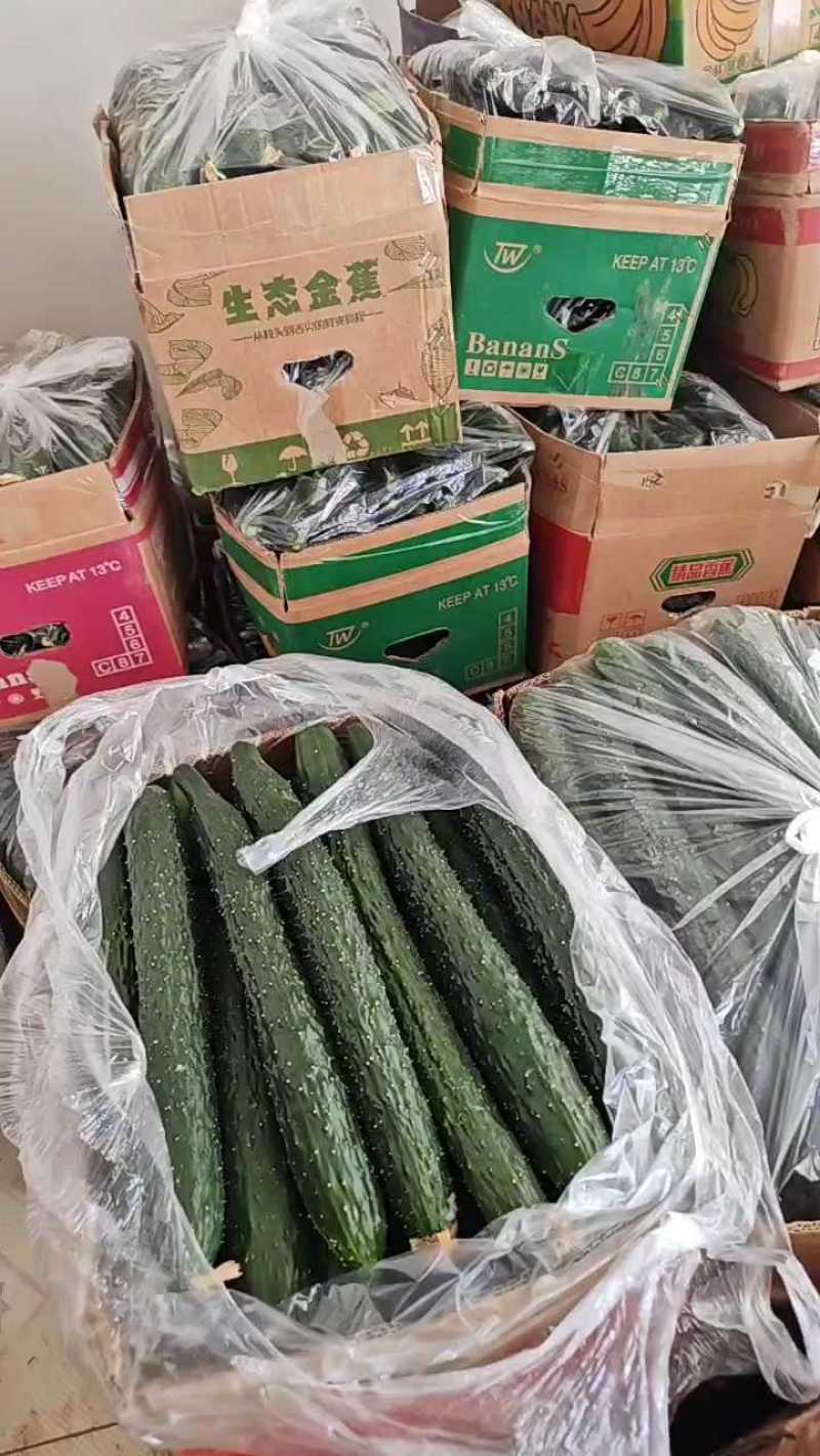 黄瓜，密刺青心干花油亮黄瓜，支持视频看货.产地直发
