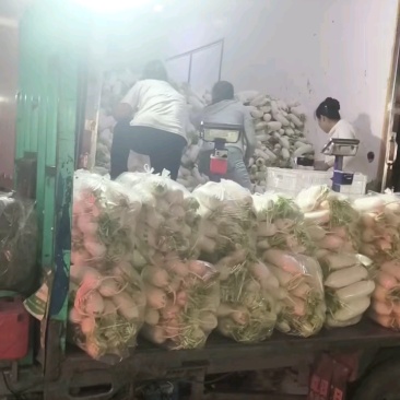 河北永年精品白萝卜大量供应中，可供大型批发市场.超市食堂