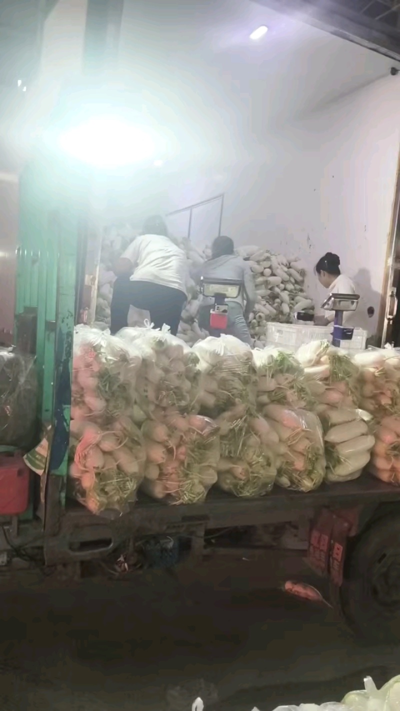 河北永年精品白萝卜大量供应中，可供大型批发市场.超市食堂