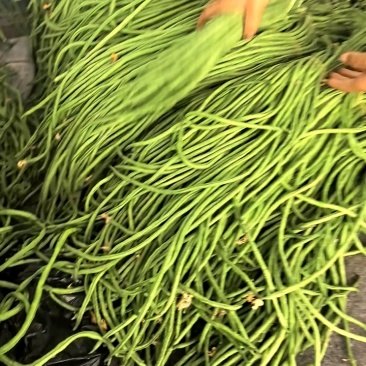 青条豆角，批发豆角，对接各大市场，欢迎咨询，量大可议价