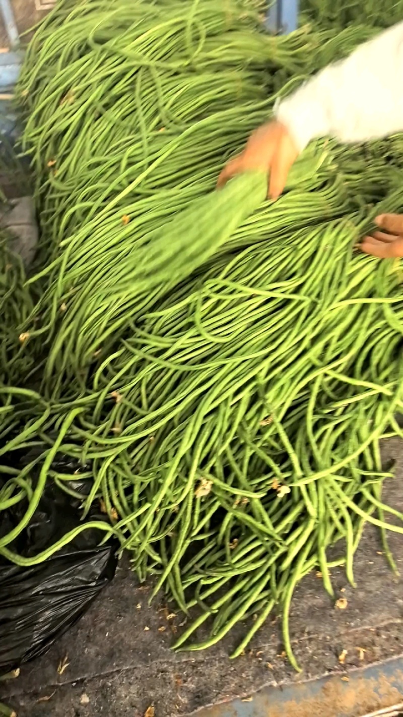 青条豆角，批发豆角，对接各大市场，欢迎咨询，量大可议价