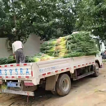 长白大葱上市中对接市场档口商超量大从优一条龙服务欢迎来电
