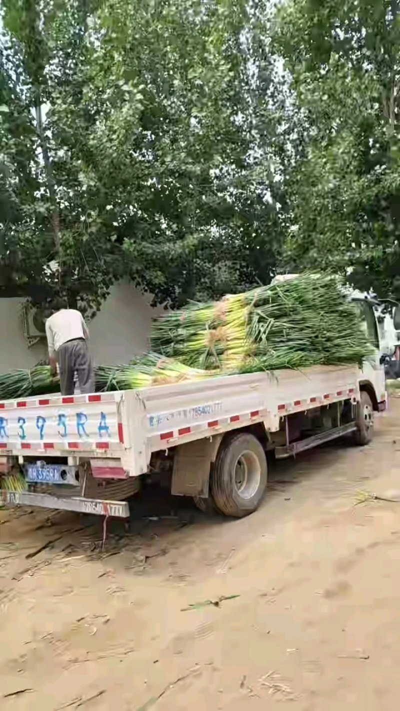 长白大葱上市中对接市场档口商超量大从优一条龙服务欢迎来电