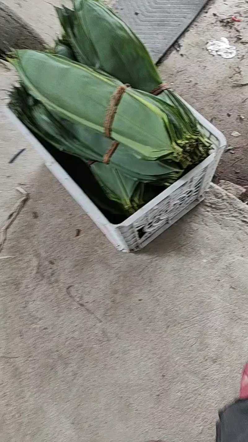 江西吉安鲜粽叶，大量供应量大从优欢迎采购