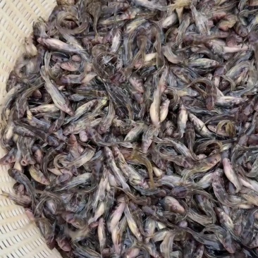 黄骨鱼苗黄辣丁鱼苗黄颡鱼苗淡水养殖食用黄鸭叫丫头