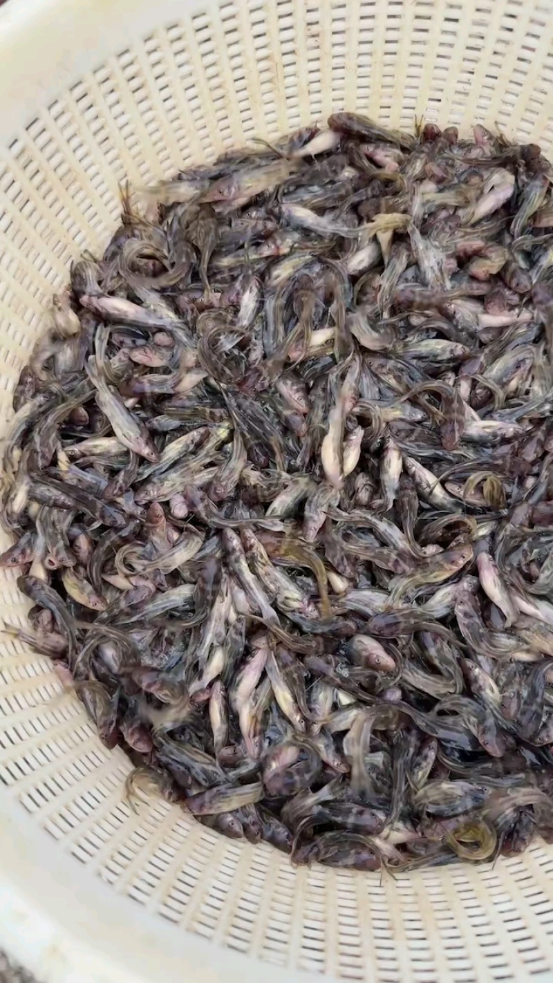 黄骨鱼苗黄辣丁鱼苗黄颡鱼苗淡水养殖食用黄鸭叫丫头