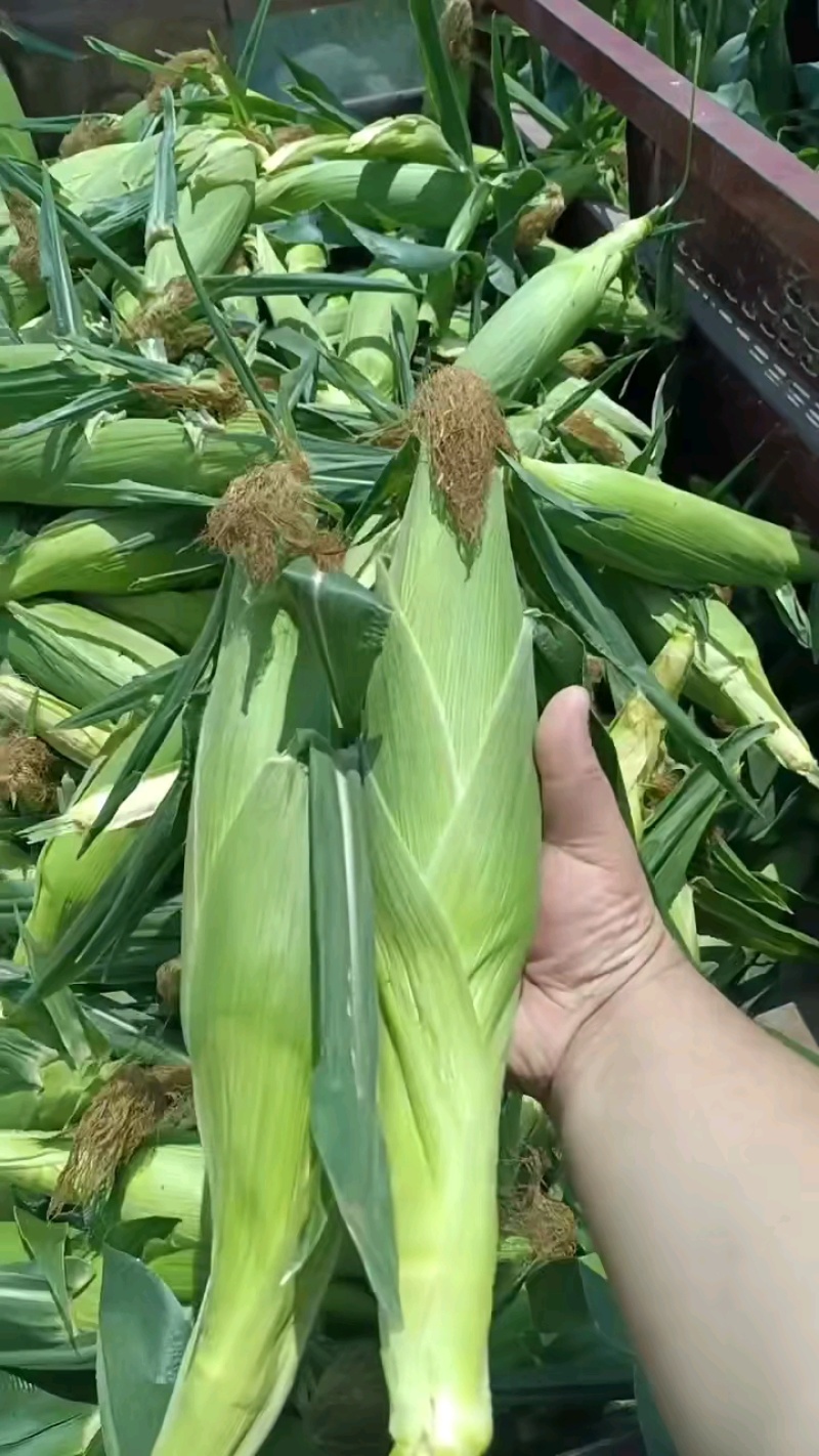 陕西双色水果玉米品质保证诚信经营欢迎联系接商超市场电商