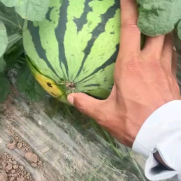 美都8424西瓜，薄皮口感甜脆，8斤起步8成熟