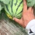 美都8424西瓜，薄皮口感甜脆，8斤起步8成熟