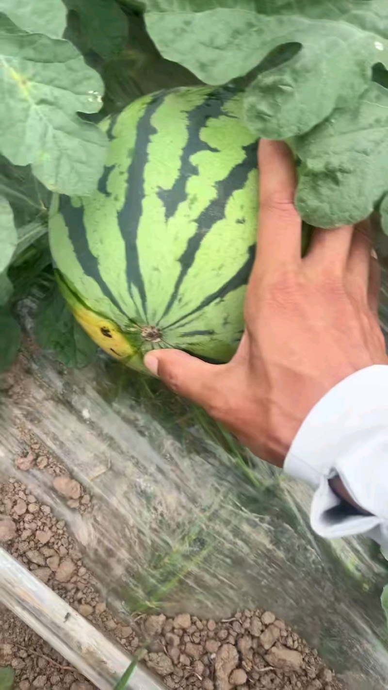 美都8424西瓜，薄皮口感甜脆，8斤起步8成熟