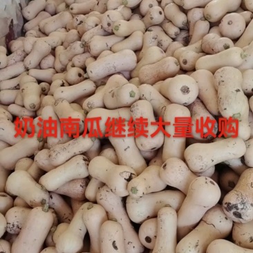 《奶油南瓜》陕西南瓜新鲜产地直发一手货源代发全国市场