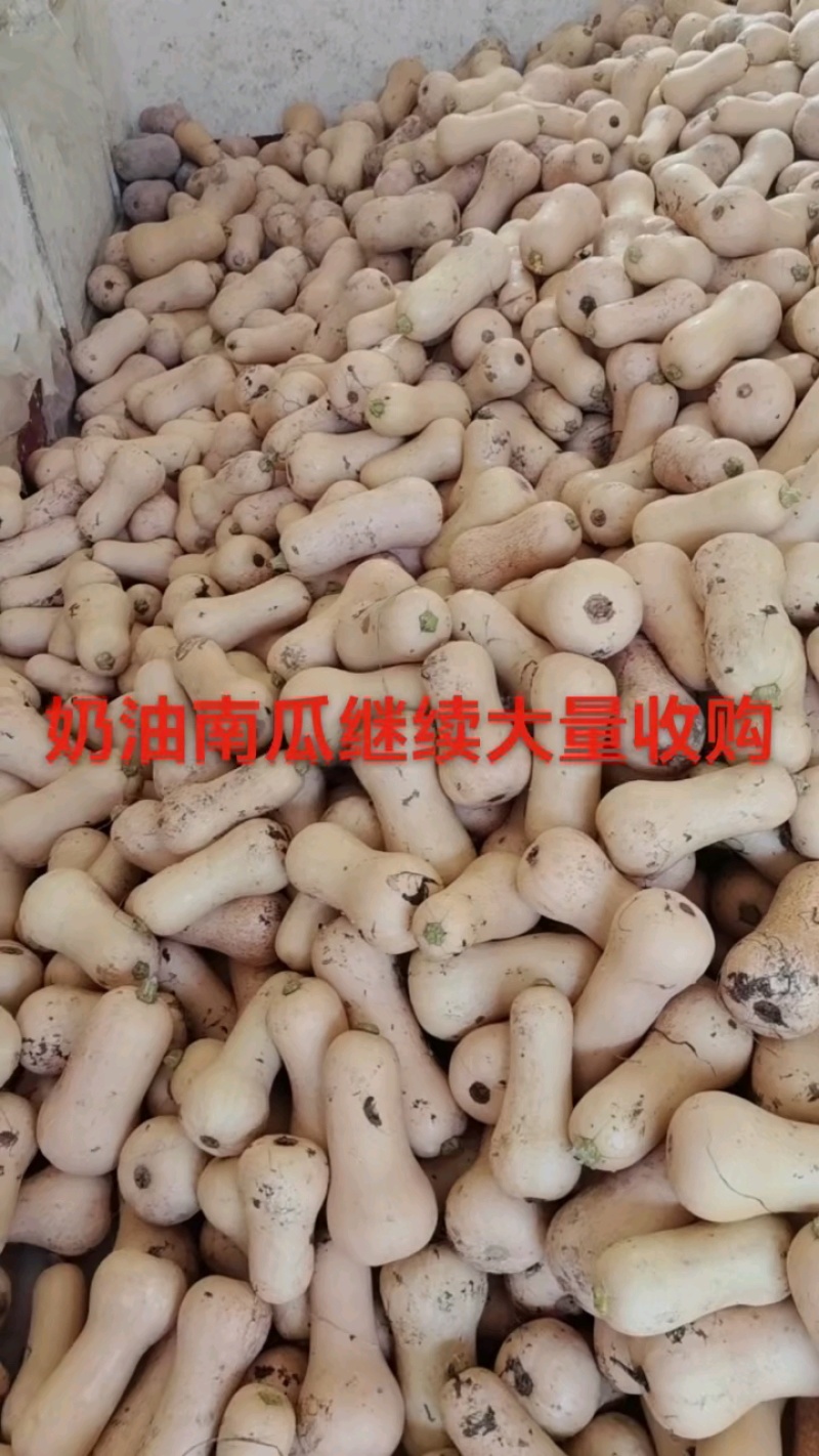 《奶油南瓜》陕西南瓜新鲜产地直发一手货源代发全国市场
