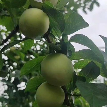 【精品】桃花李玉皇李现摘现发产地一手货源