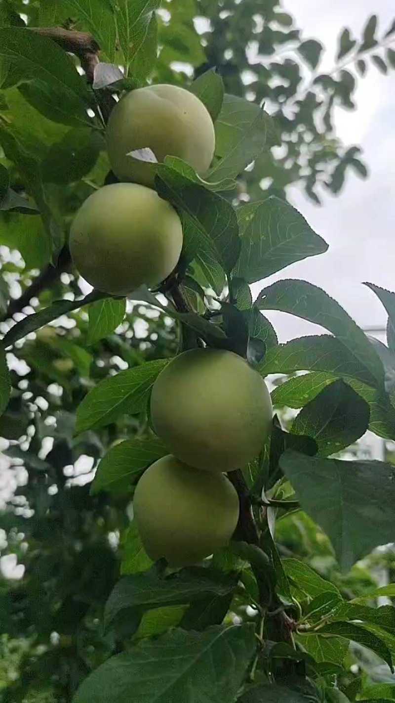 【精品】桃花李玉皇李现摘现发产地一手货源