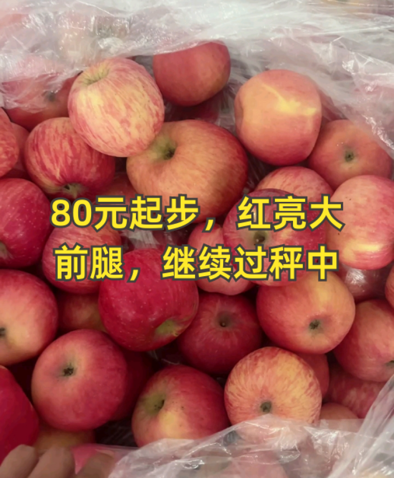 山西省临汾市吉县红富士苹果价格不高，货源充足需要的客商联