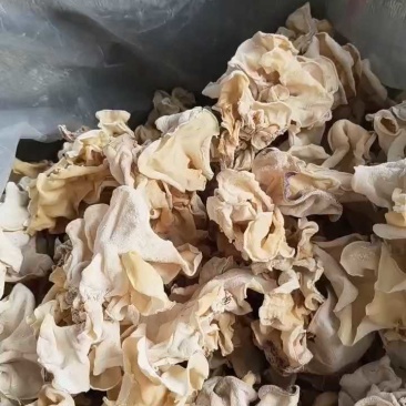 竹耳白木耳