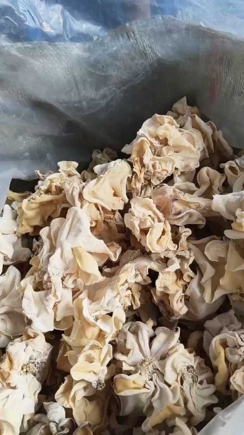 竹耳白木耳