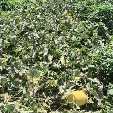 新疆金色年华/黄金蜜瓜/大量现货/产地直发/实力代办