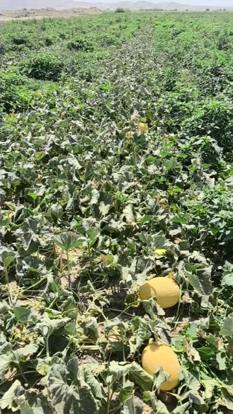 新疆金色年华/黄金蜜瓜/大量现货/产地直发/实力代办