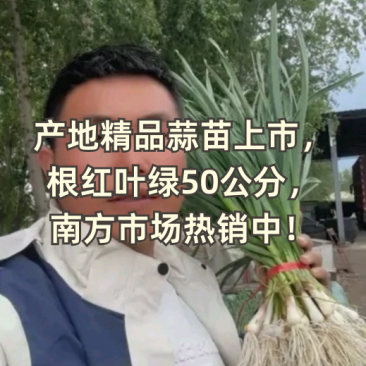 蒜苗一点红蒜苗大量上市产地供应全国发货质量保证