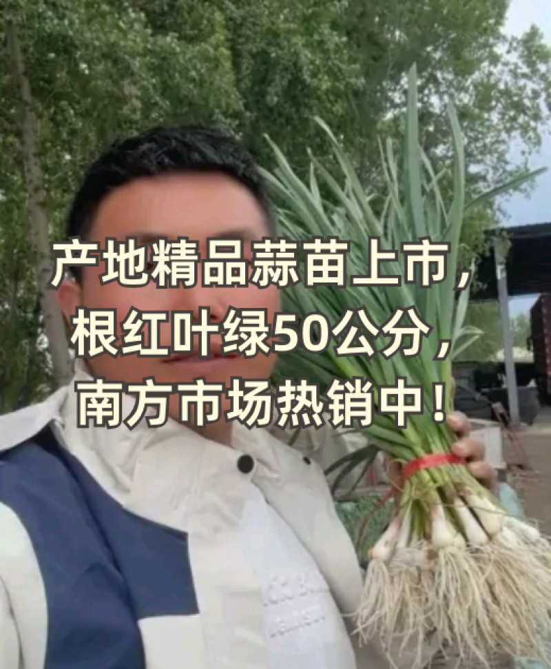 蒜苗一点红蒜苗大量上市产地供应全国发货质量保证