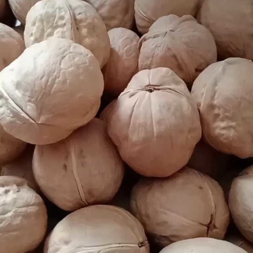 新疆薄皮核桃185纸皮核桃对接电商批发零售一手货源可代发