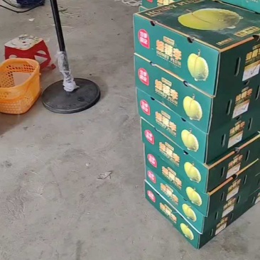 蜂糖李大量有货价格美丽一手货源新鲜采摘