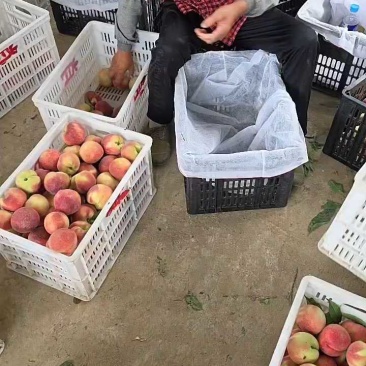 六安毛桃突围毛桃桃子毛桃六安产区脆甜，质量好