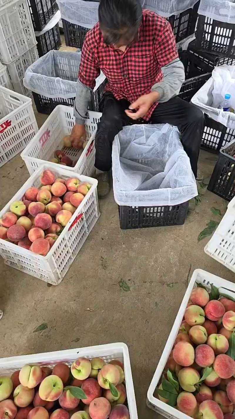 六安毛桃突围毛桃桃子毛桃六安产区脆甜，质量好